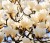 Fotografia magnolie białe w ogrodzie.jpg