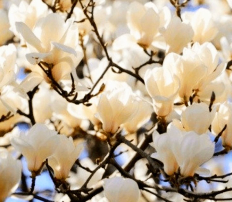 Fotografia magnolie białe w ogrodzie.jpg